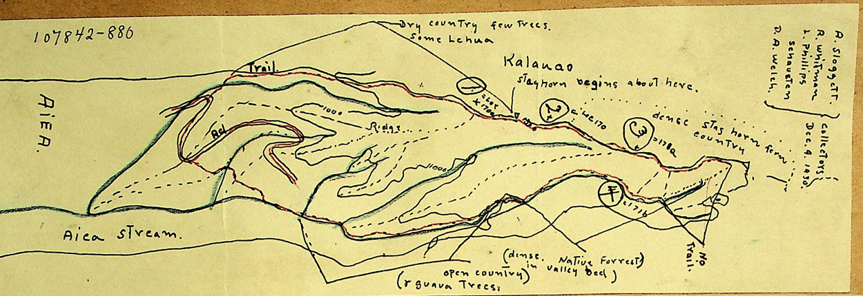 Lymnaea