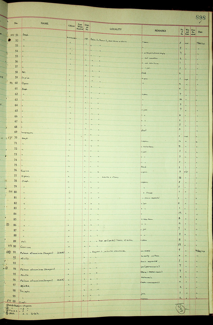 Pupina