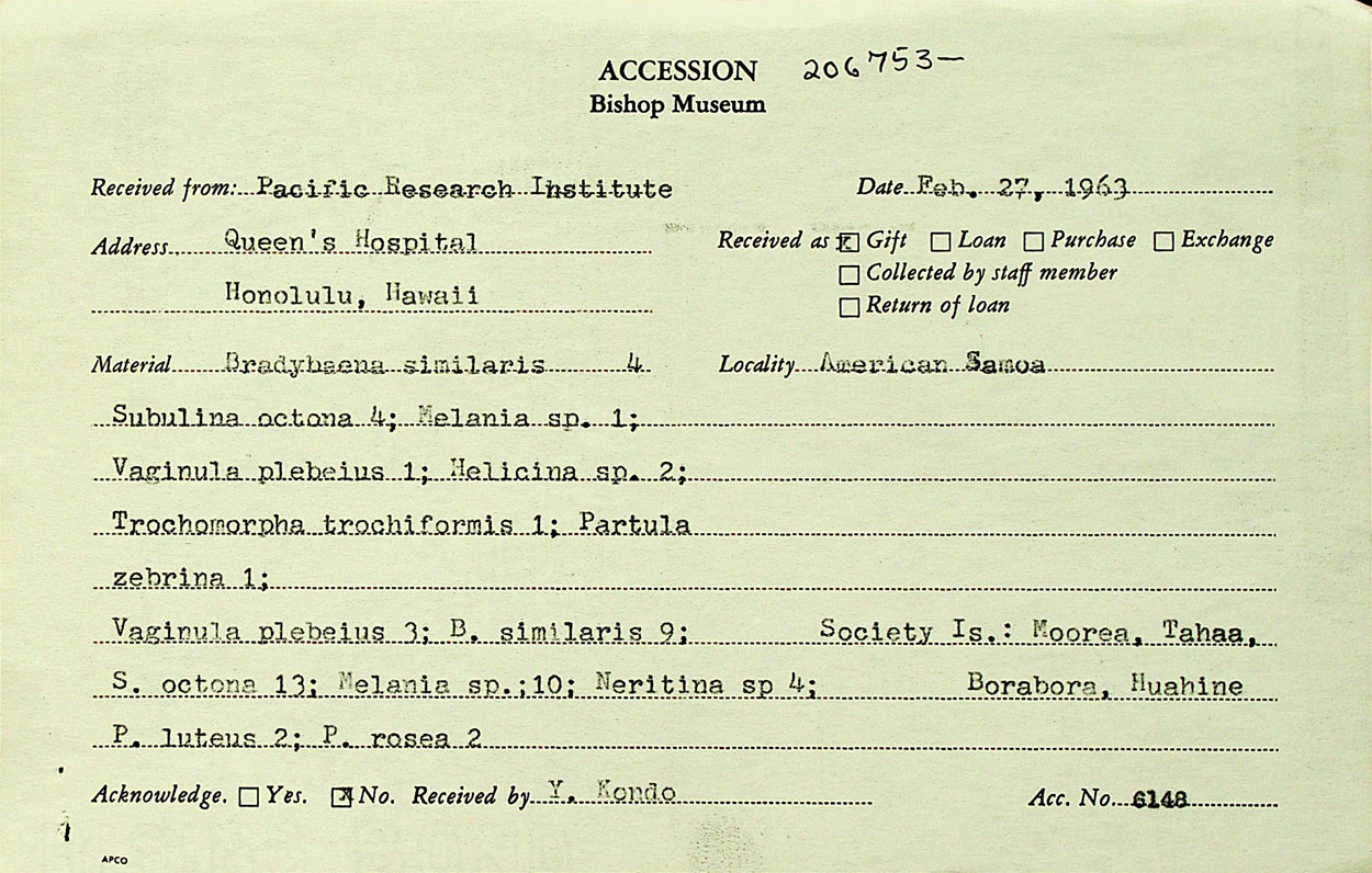 Trochomorpha apia