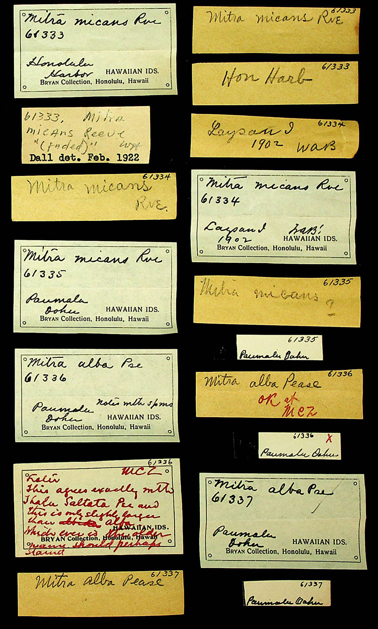 Mitra micans