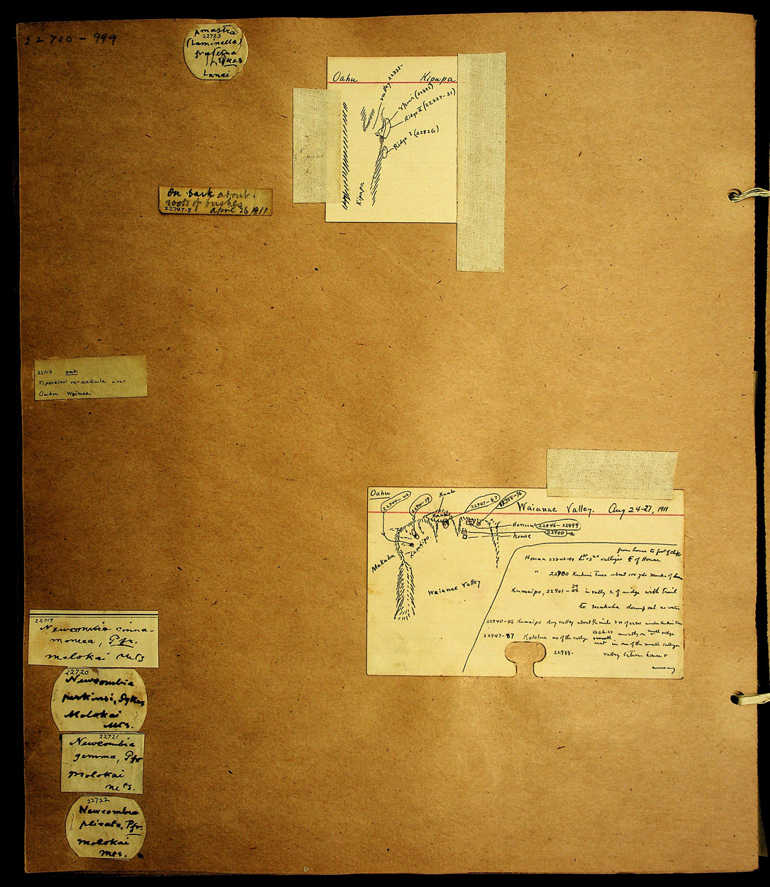 Lamellidea extincta