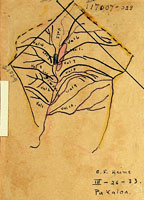 Achatinella mustelina