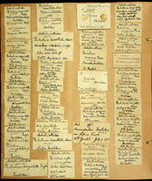 Partulina proxima multistrigata, 102511