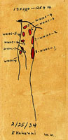 Succinea cinnamomea