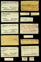Mangilia, 61022