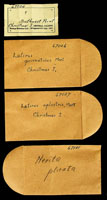 Latirus aplustris, 67027