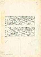 Achatinella apexfulva oioensis, 10207