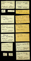 Pinaxia coronata, 61941