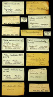 Mitra litterata