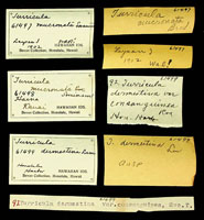 Turricula mucronata, 61497