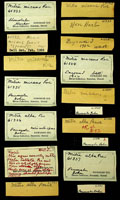 Mitra micans
