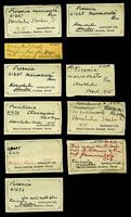 Peristernia thaanumi, 61670