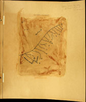 Achatinella bellula