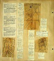 Planorbis, 174007