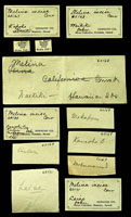 Melina incisa, 60169