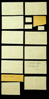 Vexilla taeniata, 61913