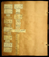 Newcombia pfeifferi, 18263