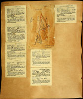 Achatinella mustelina