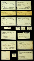 Pinaxia coronata, 61938