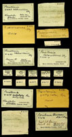 Peristernia chlorostomia, 61654