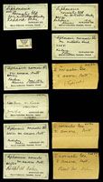 Siphonaria normalis amara, 60582