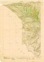 Amastra forbesi, 41981
