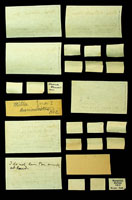 Mitra litterata