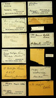 Conus textile, 61219