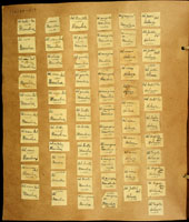 Amastra textilis, 110155