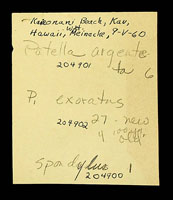 Spondylus, 204900