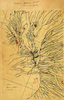Partulina crassa, 82817