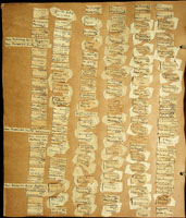 Tornatellina peponum triplicata