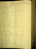 Amastra intermedia, 1387